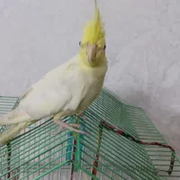 عروس هلندی