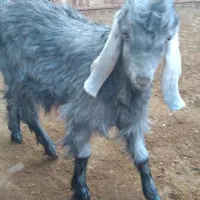 کهره ماده جفت دوقلو|حیوانات مزرعه|داراب, |دیوار