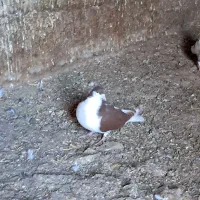 کبوتر .پرشی