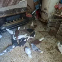 کبوترجفتگاه۸جفت بشرط همه باجوجه درجه یک بشرط