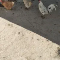 فروش مرغ و خروس