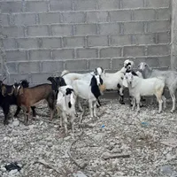 کهره نر وماده|حیوانات مزرعه|بندر کنگان, |دیوار