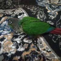 گرینچیک .لوسی وخوابیدنش،و توپ بازی|پرنده|کرج, عظیمیه|دیوار