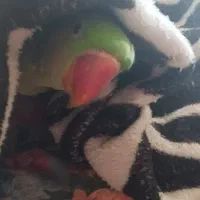 شاه طوطی کاملا دستی