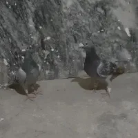 کفتر المانی جفتگاه به شرت تخم جوجه و کفتر صید