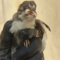 جوجه مرغ گلین لری فول