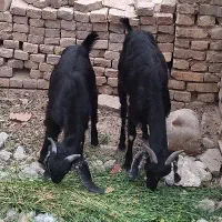 بز با شنک نر