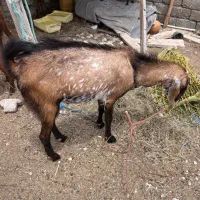 کهره نری