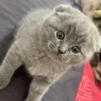 گربه اسکاتیش فولد و آنفولد