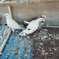 کفتر پر شی|پرنده|کرج, المهدی|دیوار