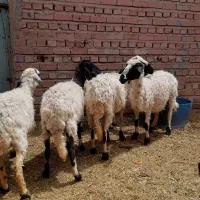 میش|حیوانات مزرعه|کرمان, |دیوار