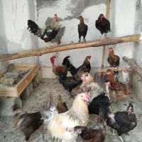 مرغ خروس محلی چاه قائدی وحیدکشتکار