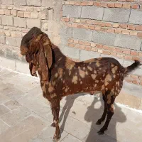 نربز پاکستانی|حیوانات مزرعه|زاهدان, |دیوار