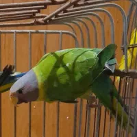 فروش و معاوضه ملنگو کله فندوقی