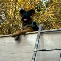 ژرمن شولاین