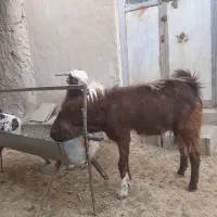کهره وبز