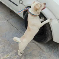 سگ پاکوتاه|سگ|اهواز, اهواز|دیوار