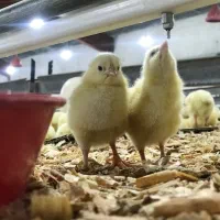 نیروی مرغداری