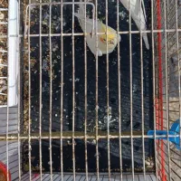 جفت عروس هلندی|پرنده|هندیجان, |دیوار