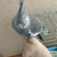 پرنده عروس هلندی