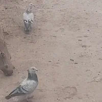 یک جفت کبوترمسافتی