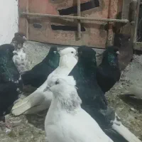 تعدادی کبوتر فروشی