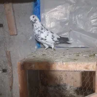 کبوتر سوسکی نر قیمت ۴۰۰|پرنده|هشتگرد, گلسار|دیوار