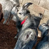 بزغاله سبز مال گله داری|حیوانات مزرعه|نجفآباد, مزرعه طالب|دیوار