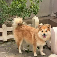 پت سگ|سگ|جم, |دیوار