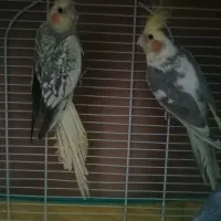 عروس هلندی|پرنده|سیاهکل, |دیوار