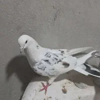 کفتررنگوپرش