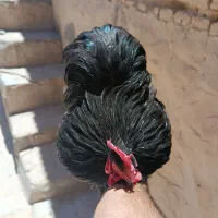 کوشین بلک