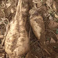 چغندر لبو|عمده‌فروشی|میاندوآب, |دیوار