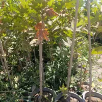 نهال سربرداری شده برای مرززمین نهال گلدانی چناراصل