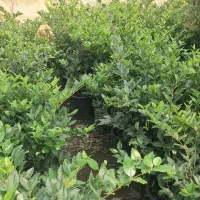نهال وگل وگیاه
