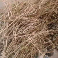 فروش چوب|مصالح و تجهیزات ساختمان|تربت جام, شاد|دیوار