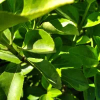 شمشاد طلایی و یاس هلندی گلدان شماره هفت|گل و گیاه طبیعی|کتالم و سادات شهر, |دیوار