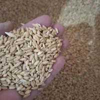 فروش گندم دیم|عمده‌فروشی|آبیک, |دیوار