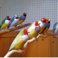 فنچ گلدین|پرنده|کرمان, |دیوار