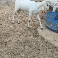 نری سومال مخصوص داشت