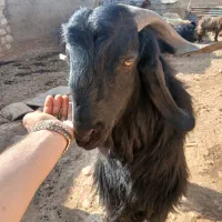 بز نر یا ساوین|حیوانات مزرعه|گیلان غرب, |دیوار