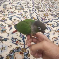 طوطی گرینچیک فول دستی|پرنده|بندرعباس, |دیوار