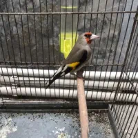 سره سبزنروسره