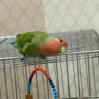 طوطی برزیلی ماده