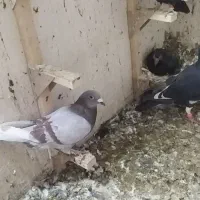 30عددکفتر بهبهانی وپلاکی همگی نر تضمینی|پرنده|داراب, |دیوار