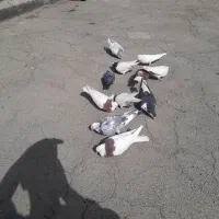 کفتر