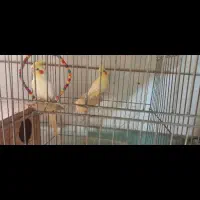 عروس هلندی|پرنده|کرج, احدآباد|دیوار