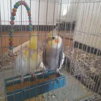 عروس هلندی معاوضه با جوجه عروس|پرنده|مزرعه کتول, |دیوار