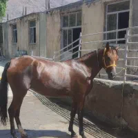 مادیان عرب درشور|اسب و تجهیزات اسب‌سواری|داران, |دیوار