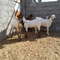 کهره سومال|حیوانات مزرعه|بستک, |دیوار